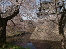 水堀、石垣、櫓と桜…
