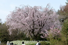 城址のある名古屋城二の丸庭園の桜…