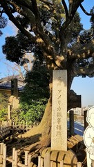 本覺寺のアメリカ領事館跡碑とスダジイの木…
