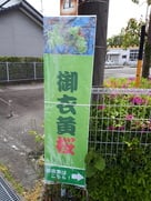 「御衣黄桜」入り口の看板…