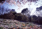 シロトピア公園から見た姫路城…