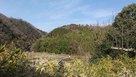 摂津峡公園から望む城址