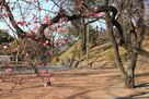 前橋公園にある梅と土塁