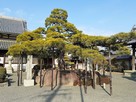 二代目大石名残の松（花岳寺）