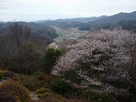 山桜と矢野町