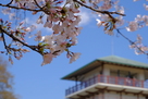 主郭の桜と枡形山展望台