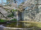 春の桜と久留米城…