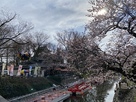 桜と富山城天守閣…