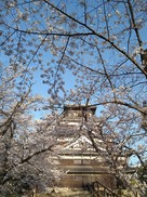 桜、青空、天守閣…