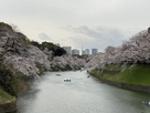 桜の千鳥ヶ淵