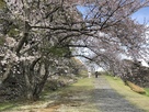 本丸へ続く桜の回廊…