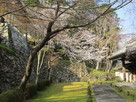 西教寺勅使門付近の桜と石垣…