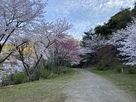 味見桜公園の桜…