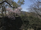 弓櫓石垣と桜と眉山…