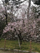 石垣と吉田城