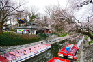 松川遊覧船乗り場の桜３月２５日…