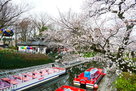 松川遊覧船乗り場の桜３月２６日…
