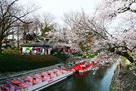 松川遊覧船乗り場の桜３月２７日…