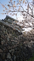 鉄櫓と桜花