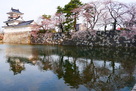 模擬天守と水堀の桜３月２６日…