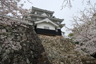 吉田城 満開の桜と鉄櫓…