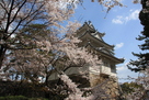 桜に彩られる模擬三重隅櫓…