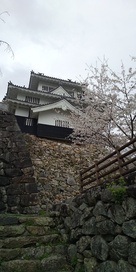 桜と鉄櫓