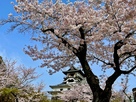 犬山城の桜 2021