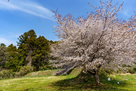 御屋敷跡の桜と土塁