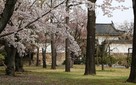 清流園の桜と北大手門…
