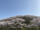 高尾城跡の桜林…