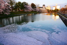 水堀に浮かぶ桜の花びら…
