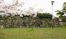 天守台と桜