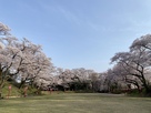 本丸跡と桜