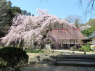 大隣寺の枝垂れ桜…