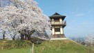 桜と模擬櫓