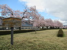 三の丸堀跡の桜…