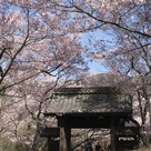 問屋門と桜