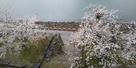 鉄櫓から見る豊川と桜…