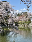 桜と天守