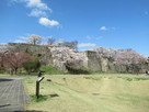 城跡に桜