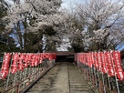増島城の桜
