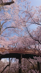 桜祭り　桜雲橋…