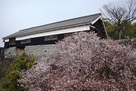 桜と数奇屋丸二階御広間…