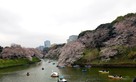 千鳥ヶ淵と桜