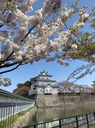 御三階櫓と桜