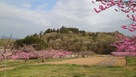 城址遠景