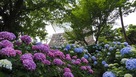 常盤木門下の紫陽花…