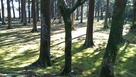 旧本丸跡飫肥杉…