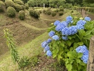 障子堀と紫陽花…